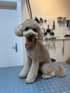 photo_with_text_iiko_tao